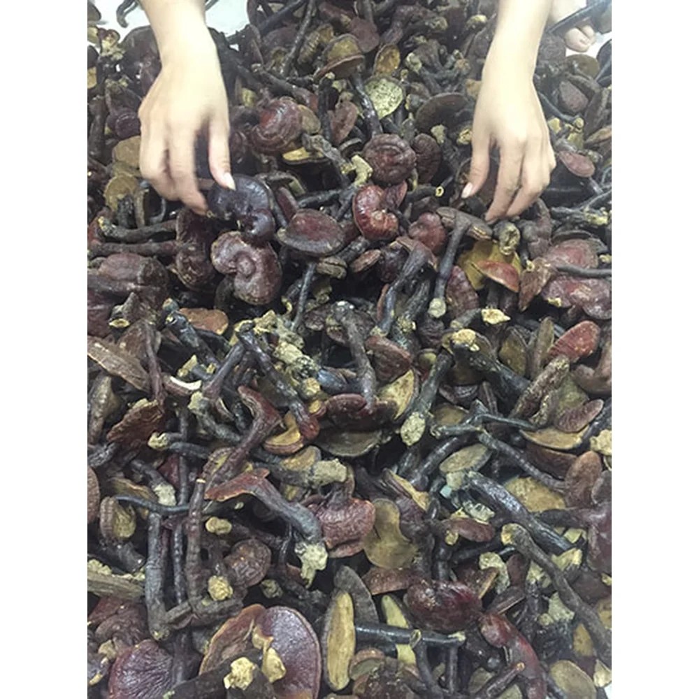 Thực Phẩm Bảo Vệ Sức Khỏe, Thảo Dược Chính Hãng | Gấu Trúc Đỏ
