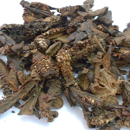 Nấm ngọc cẩu khô nam-ngoc-cau-kho