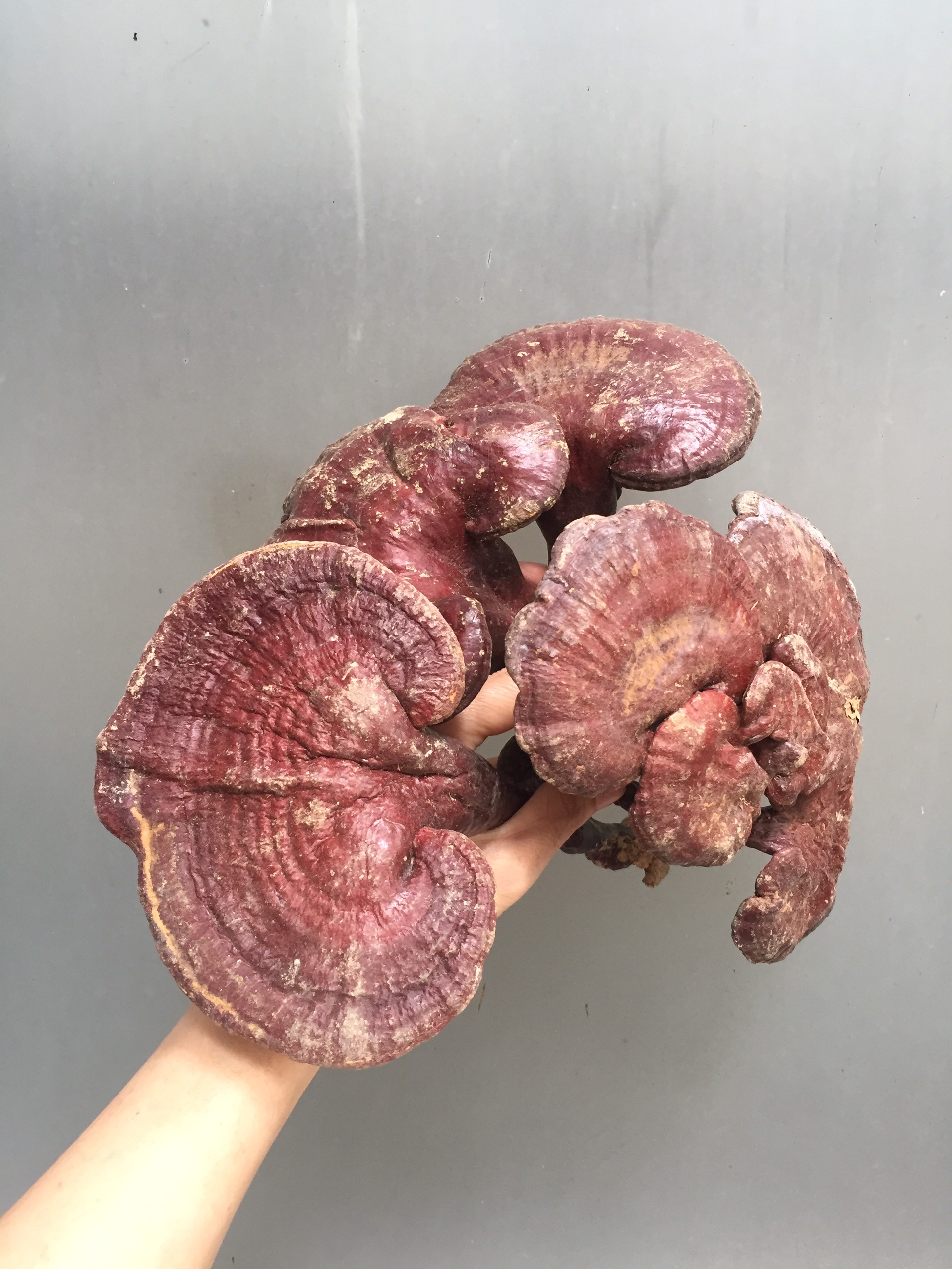 Nấm lim xanh loại đặc biệt