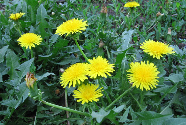 Cây bồ công anh hoa vàng