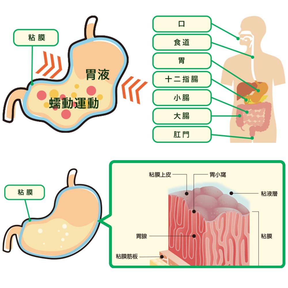 ho-dieu-tri-da-day-kowa-alpha-mmsc-300-vien-(1)